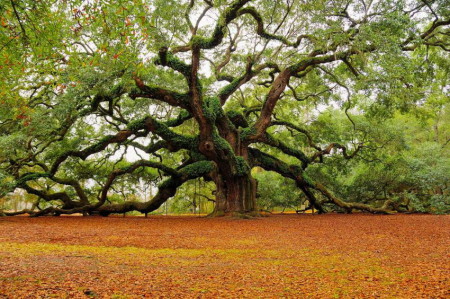 historic-angel-oak-tree