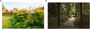 Images used to rate preference for different natural scenes. Credit: Kardan et al. 2015 b