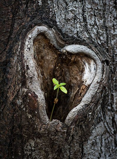 Tree-with-heart-shape-kno-003