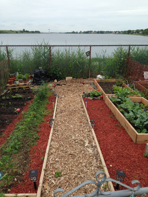 A Landscapes of Resilience community garden plot on the bay shore. Credit: B41 Blog