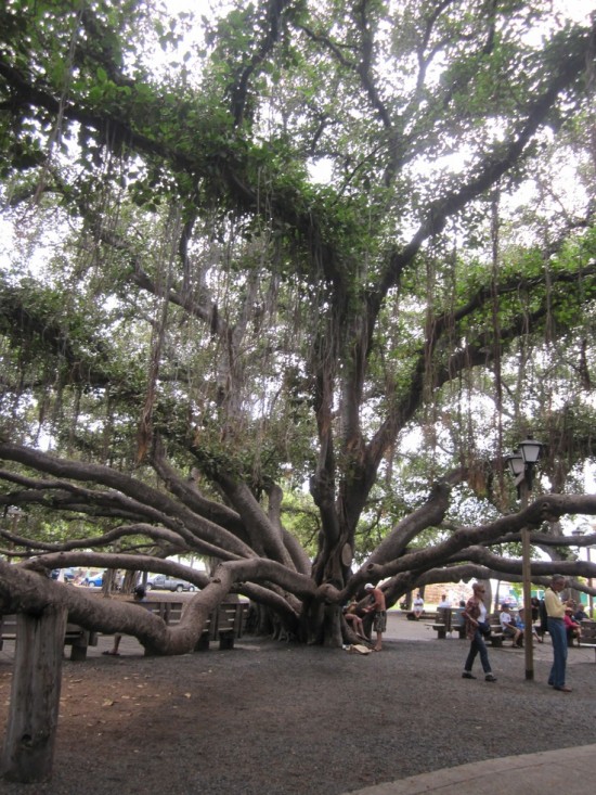 Banyan trees in Hawaii create community meeting spots. Credit: Eddi Miglavs