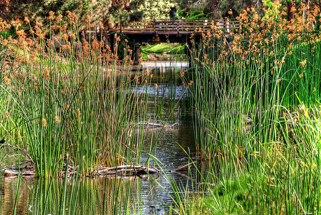 An intimate public park in a Californian wetland. Source: Wendell.