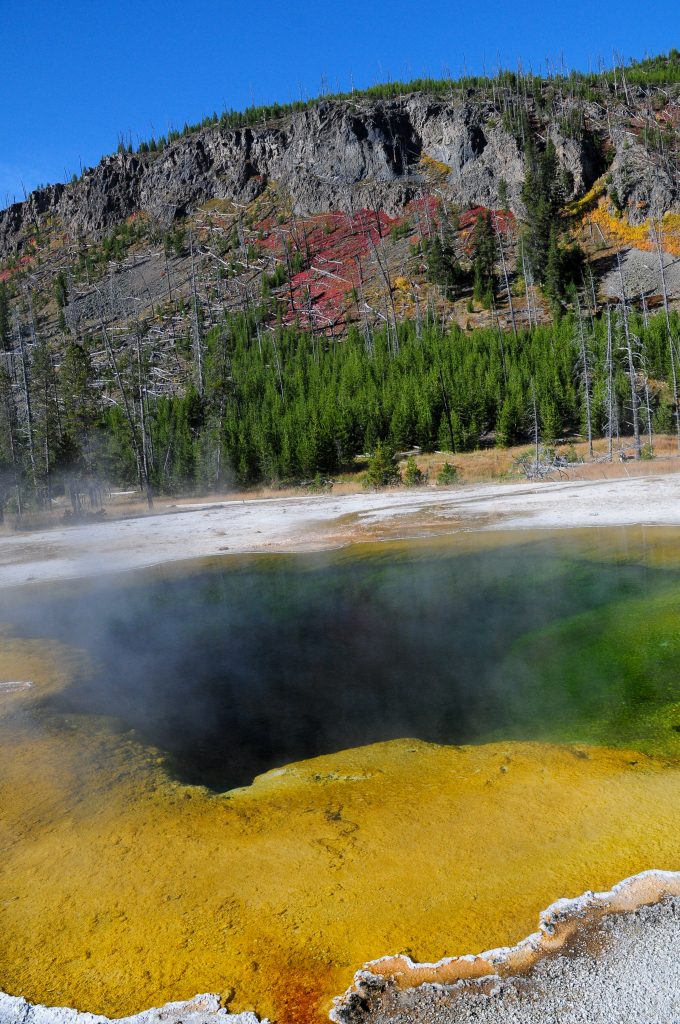A thermal pool in Yellowstone National Park. Source: Michael McCarthy. 