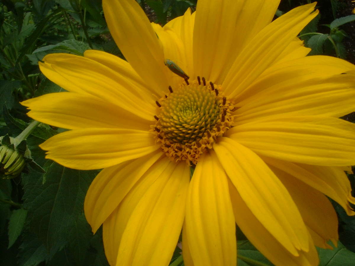 Garden at Cedar Hill - Nature Sacred